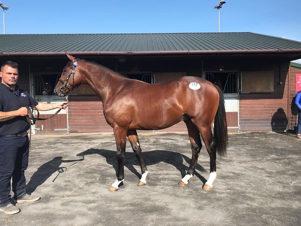 Goffs UK Lot 417 Gutaifan Colt